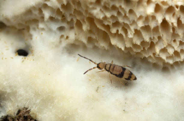 Slender springtail, Entomobrya corticalis on fungi Slender springtail, Entomobrya corticalis on fungi photographed with high magnification collembola stock pictures, royalty-free photos & images