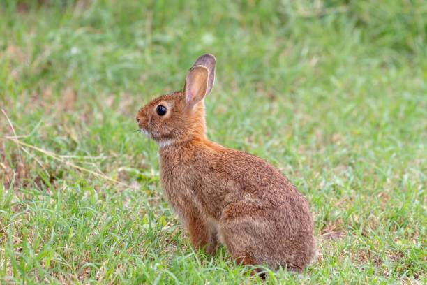 Rabbit Rabbit assateague island national seashore photos stock pictures, royalty-free photos & images