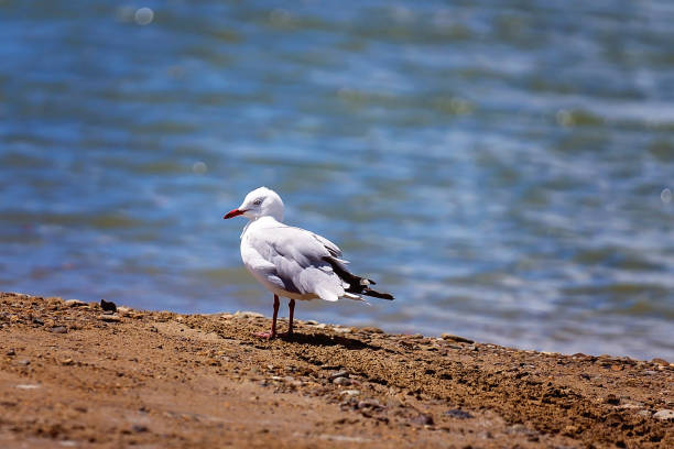 istock Seagull On A Creek Bank 1273577831