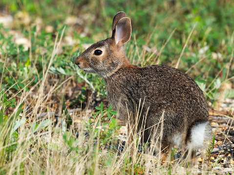 Young cotton tail rabbit outdoors on rural property