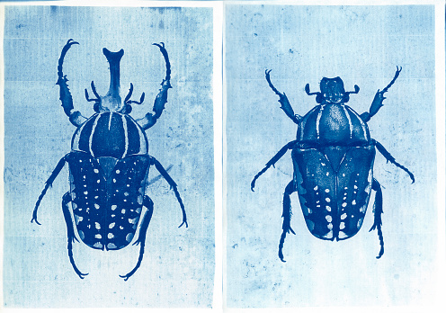 Cyanotype prints of male and female giant African fruit beetles, Mecynorrhina polyphemus. Overhead view.