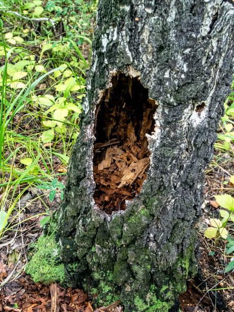 istock hollows and holes in an old tree in the forest 1273582787