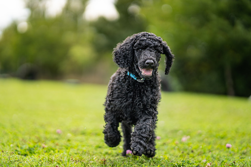 nine weeks old black standard poodle puppy whelp running over meadow outdoors looking at camera, shallow focus, background blurred