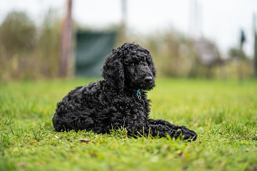 obedient nine weeks old black standard poodle puppy whelp lying in meadow looking a little shy at camera