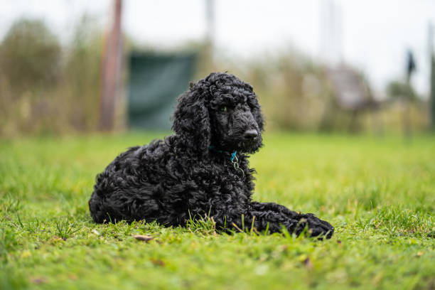 ładny młody czarny pudel pies leżący w trawie - standard poodle zdjęcia i obrazy z banku zdjęć