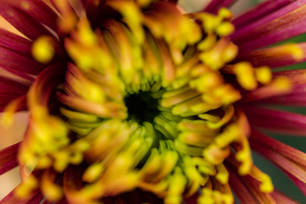 istock Purple-yellow chrysanthemum macrophotography. Symmetrical composition and macro petals. 1273586098