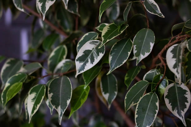 istock Green triangular leaves of a home plant 1273588222