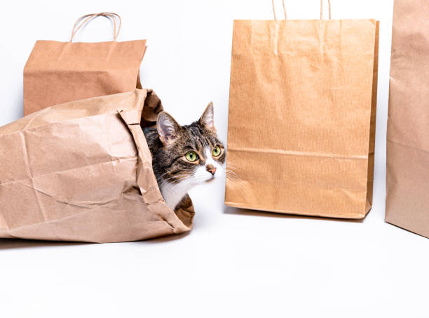 猫はクラフトバッグに座っています。ショッピングコンセプト、環境保護、 - domestic cat bag shopping gift ストックフォトと画像