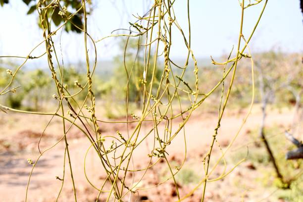 istock Closeup of green creeper 1273591238