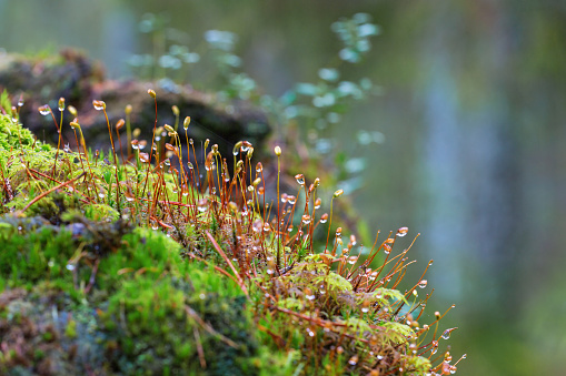 Moss with dewdrops growing in the forest