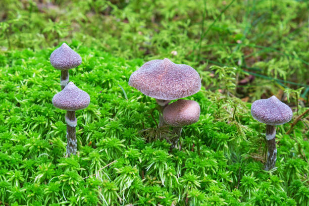이끼에서 자라는 버섯 코르티나리우스 고생물학 - 끈적버섯과 뉴스 사진 이미지