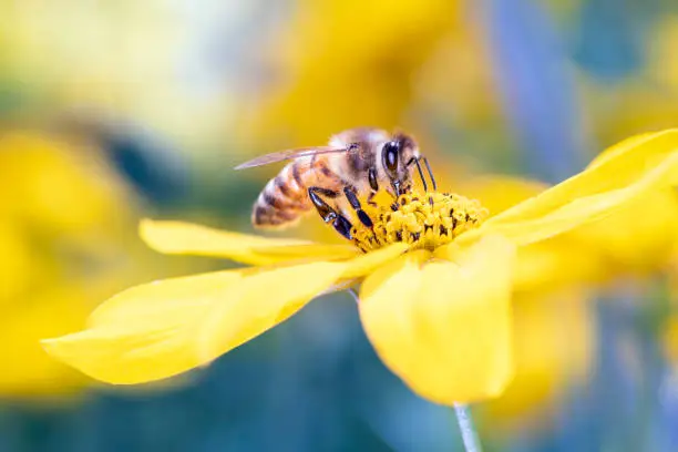 Bee - Apis mellifera - pollinates a yellow blossom