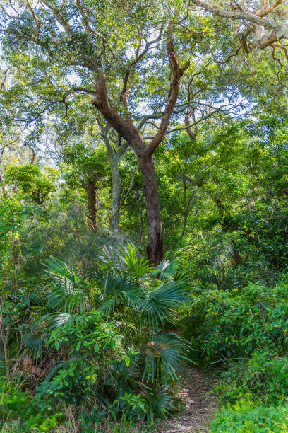 istock Rainforest along the edge of Copacabana Lagoon 1273596640