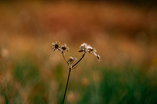 Dried cow parsley in a nature reserve
