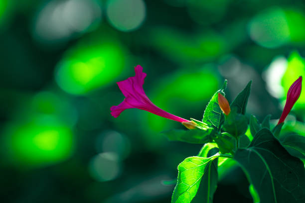 colorful flowers on blurred dark green background