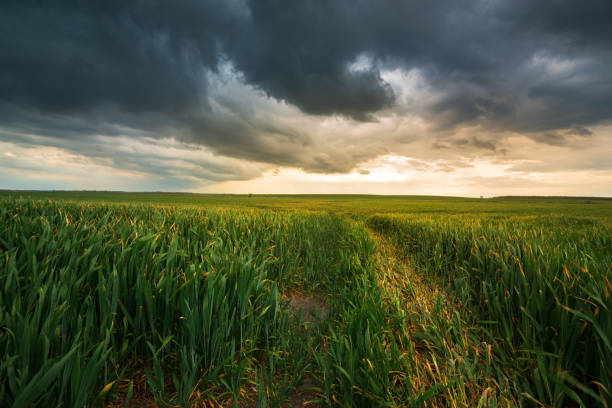 istock Storm clouds , dramatic dark sky over the rural field landscape 1273599337
