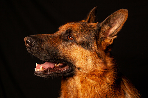 American German Shepherd breed dog profile side view portrait against a black background