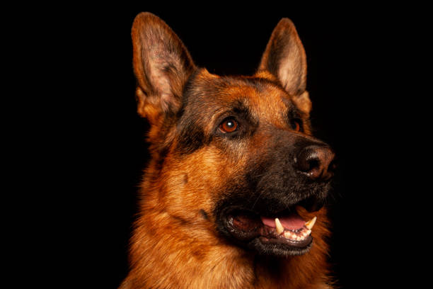 istock German Shepherd portrait photographed against a black background 1273599345