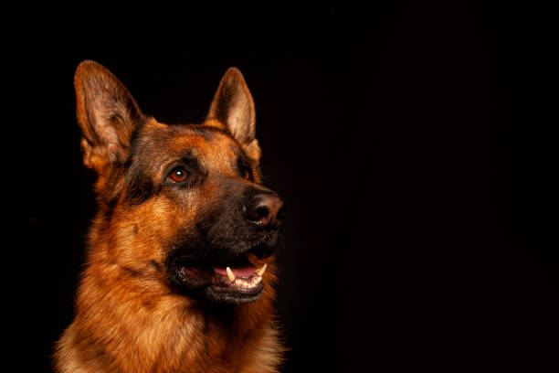 istock German Shepherd portrait photographed against a black background 1273599350