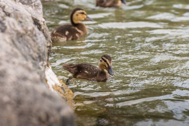istock little ducks in a lake in the summer 1273599654