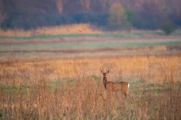 Roe deer buck on a meadow