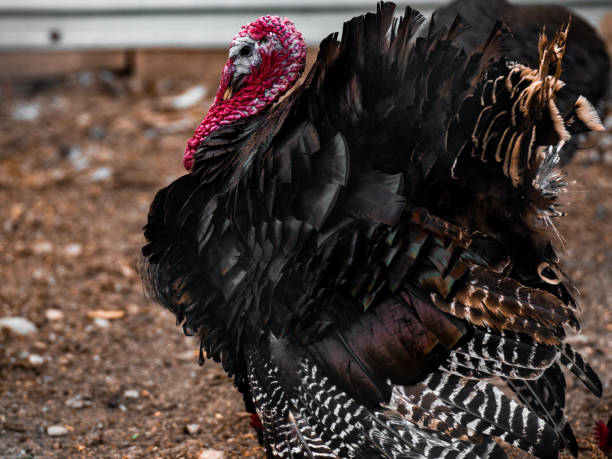 istock Turkey on free range poultry farm 1273600337