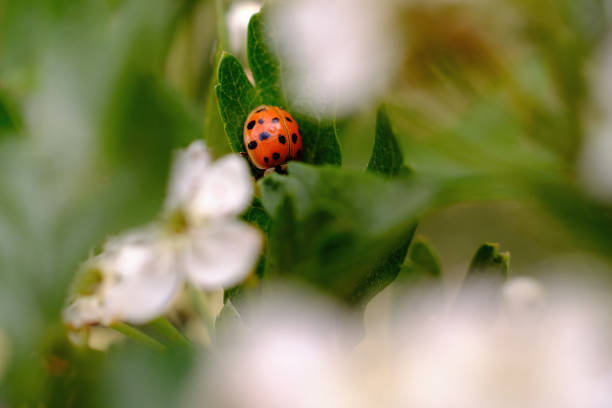 istock Red ladybird on a leaf and a tree of blossoms 1273600344