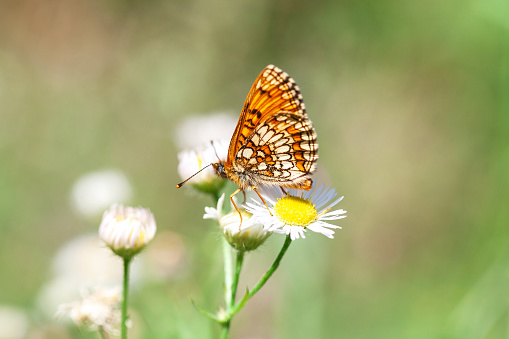 Heath fritillary small orange butterfly on daisy fleabane white flowers in summer fields, selective focus
