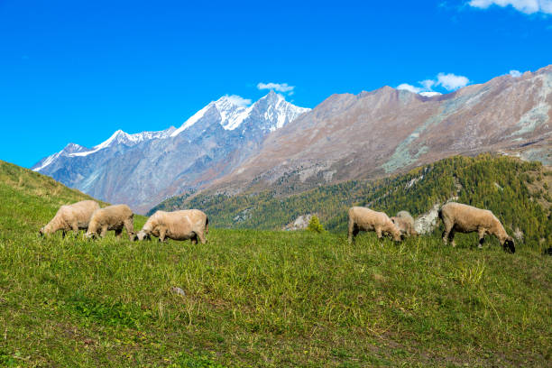 istock Valais blacknose sheep in  Alps 1273601709