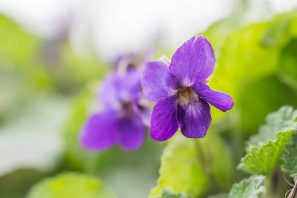 дикие фиолетовые цветы крупным планом (виола рейхенбахяна) растет в лесу - сенполия стоковые фото и изображения