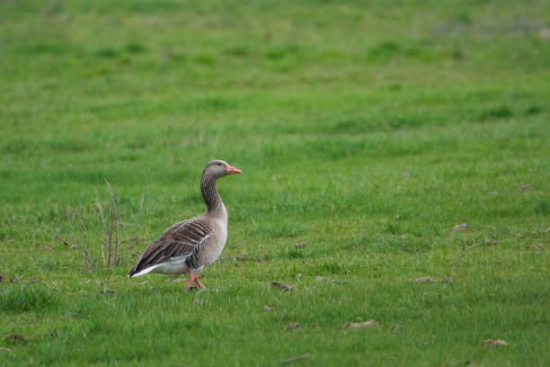Greylag goose - Anser Anser - on the field Greylag goose - Anser Anser - on the field anser fabalis stock pictures, royalty-free photos & images