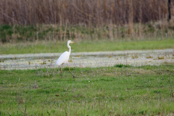 istock Great Egret wading in the lake and hunting 1273601883