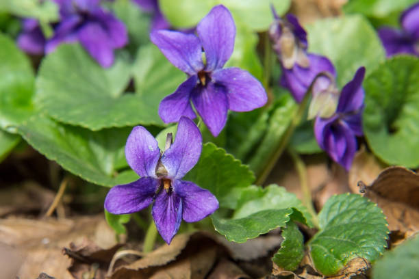 Wild violet flowers closeup (Viola reichenbachiana) growing in the woods stock photo