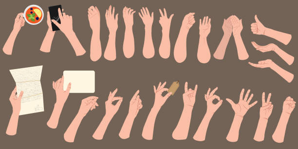 satz von händen, die verschiedene gesten isoliert zeigen. verschiedene handzeichen sammlung. vektor flache cartoon-illustration von weiblichen und männlichen händen. emotionale ausdrücke und körpersprache. - hand freisteller stock-grafiken, -clipart, -cartoons und -symbole