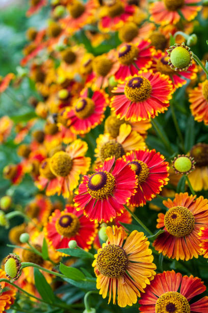 Helenium flowers in blossom. Beautiful Autumn flowers closeup. Flowers series sneezeweed stock pictures, royalty-free photos & images