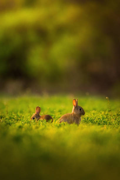 istock European rabbit - Oryctolagus cuniculus on a meadow 1273603637