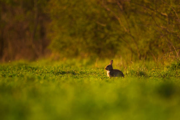 istock European rabbit - Oryctolagus cuniculus on a meadow 1273603653