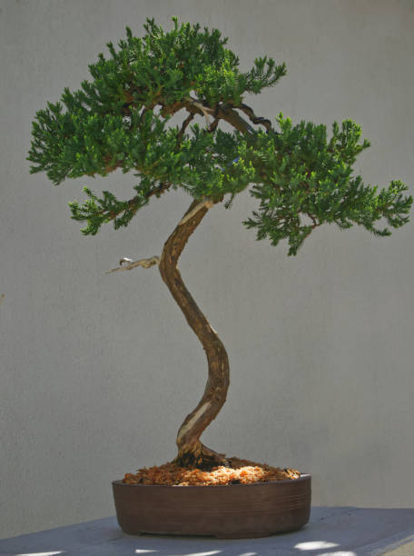 istock Japanese garden bonsai plant 1273603773