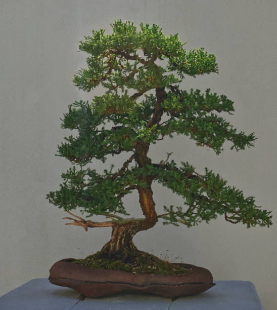 istock Japanese garden bonsai plant 1273604052