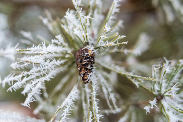 paisagem natural de inverno. ramo de abetos com um pinheiro coberto de geada. - january pine cone february snow - fotografias e filmes do acervo