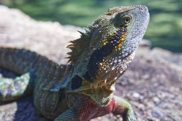 istock Australian wildlife bearded dragon lizard 1273604764
