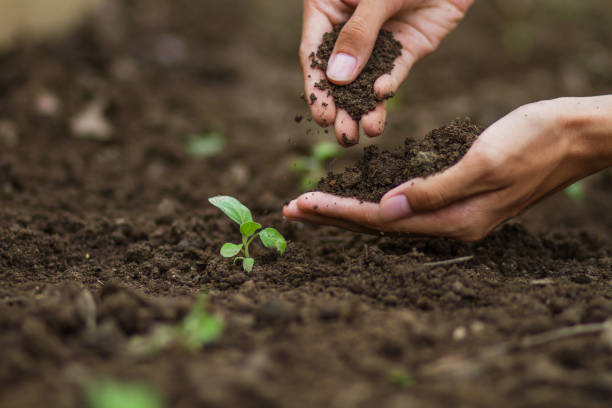 istock Expert farmer pouring soil grow vegetable at garden 1273604790