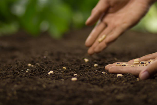 istock Growing vegetable with seed at garden 1273604799