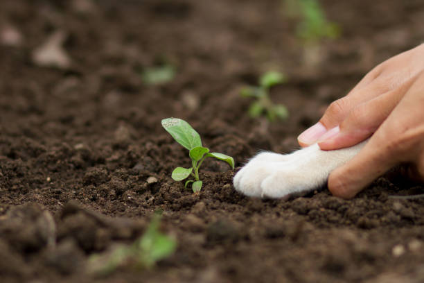 Playing with pet at vegetable garden