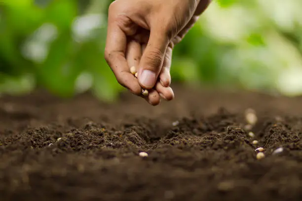 Hand of Expert farmer sowing seeds of vegetable and legumes on loosing soil at nursery farm.