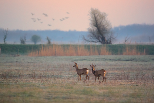 Buck and doe , roe deers on a meadow