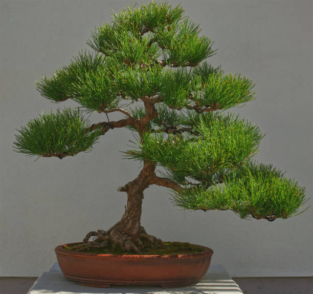 istock Japanese garden bonsai plant 1273605934