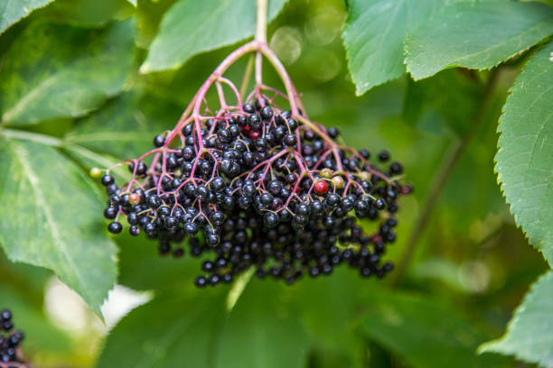 istock Black elderberry grows on a bush. Medical herb series. 1273607806