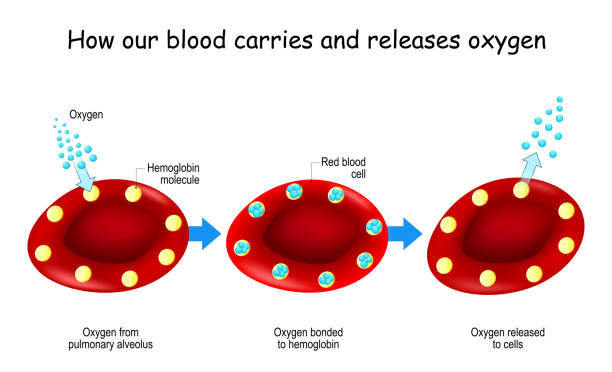 oksigen dan hemoglobin - hb foto ilustrasi stok