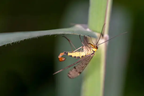 Common scorpionfly - Panorpa communis - male, in its natural habitat